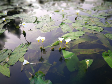 水菜花