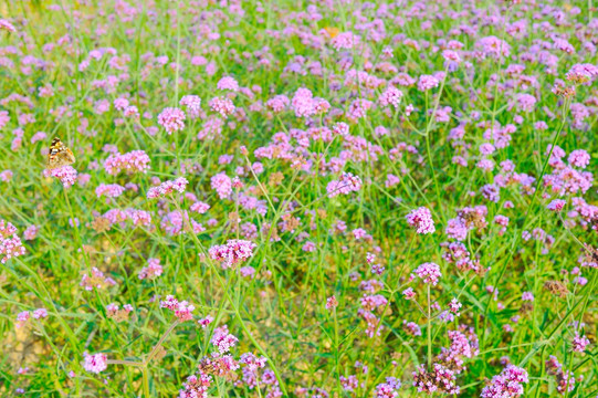 鲜花草地