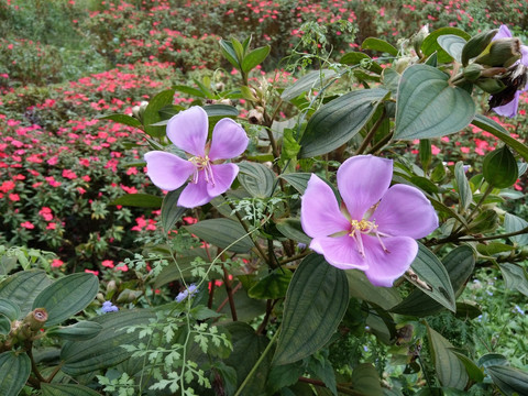 花卉