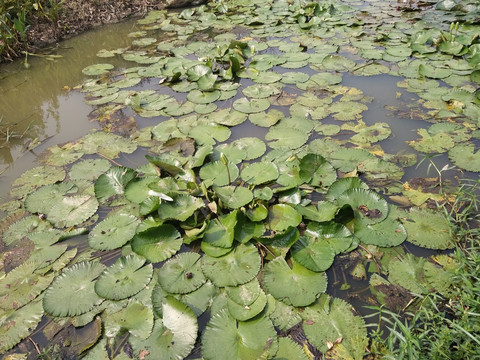 睡莲