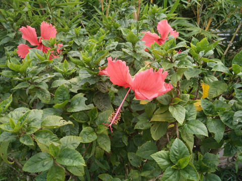 扶桑花