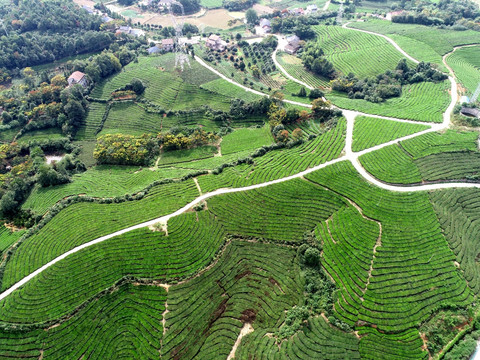 茶山茶园