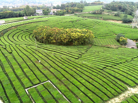 茶山茶园