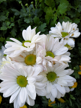 白菊花