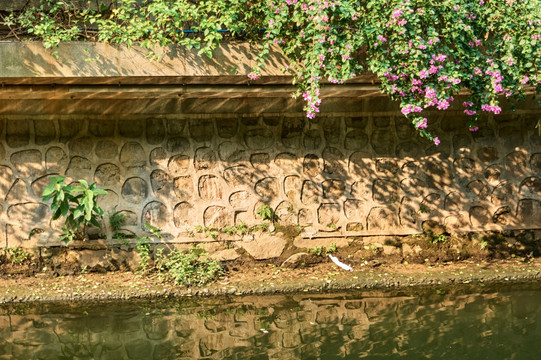 河涌花卉