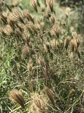 虎尾草