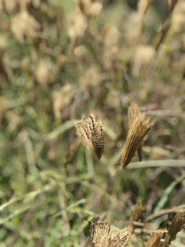 虎尾草