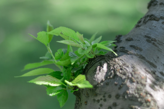 树枝新树枝树芽嫩芽新芽