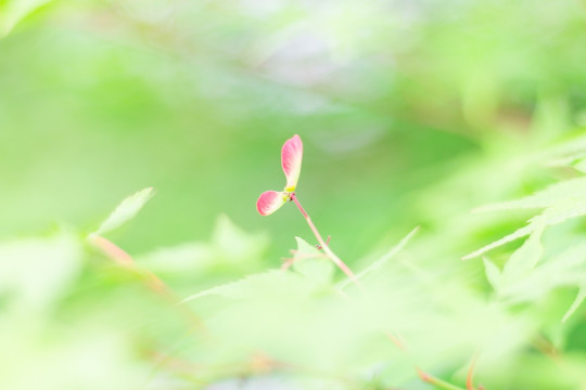 小清新小树叶小花芽