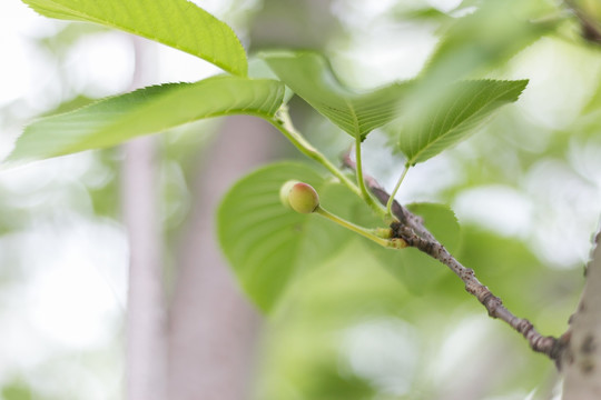 小樱桃果子樱桃果实樱桃树