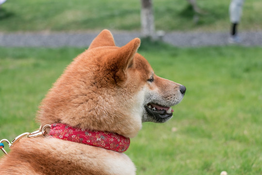 宠物狗柴犬日本犬小狗狗