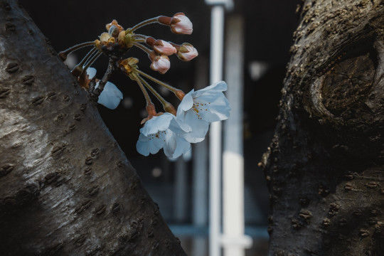 樱花花骨朵花朵樱花树