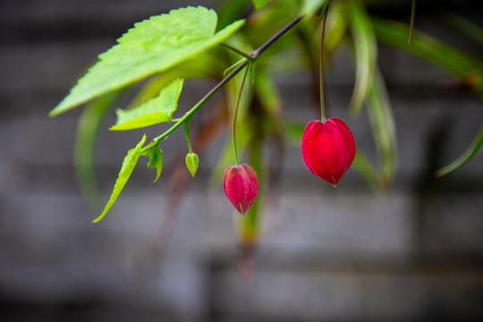 灯笼花