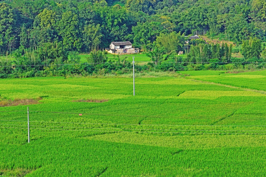 稻田