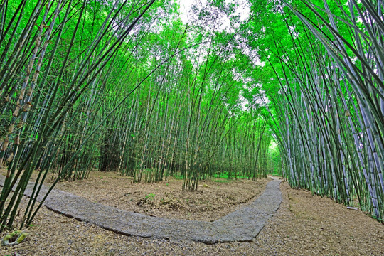 竹林小路