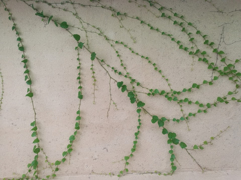 绿色植物爬墙植物爬山虎绿色叶子