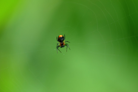 小蜘蛛