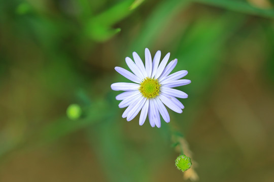 野菊花高清特写