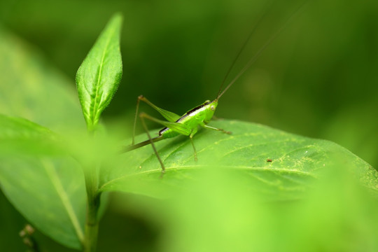 草蜢