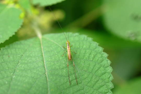 草蜢