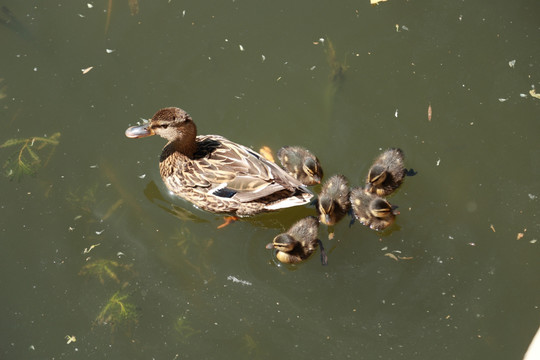 龙潭湖公园鸭子的母爱