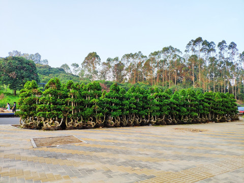 盆景植物