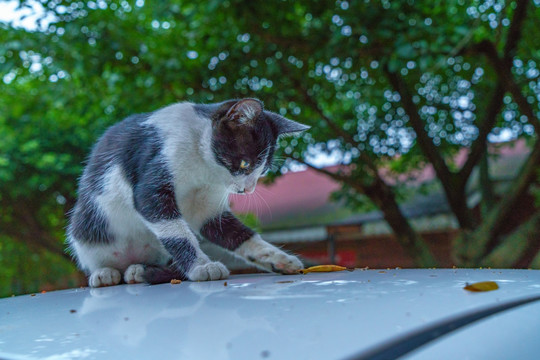 花猫