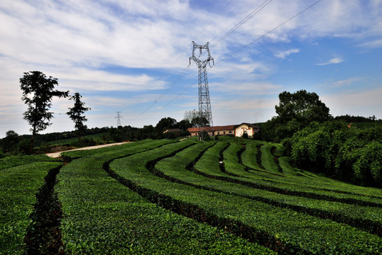 茶山茶园