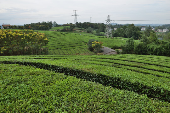 茶山茶园