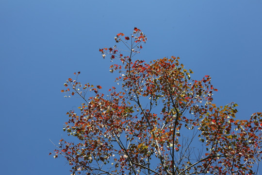 树叶蓝天