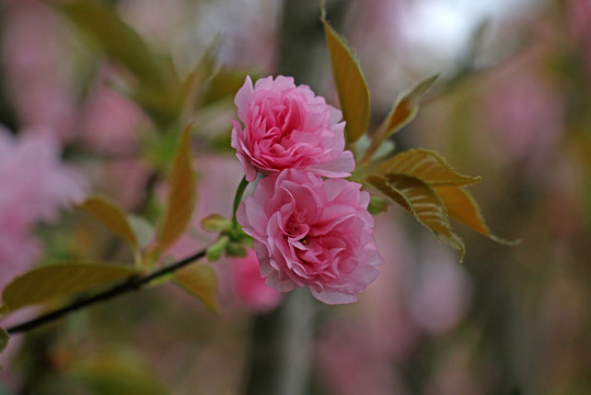 粉红樱花高清摄影图