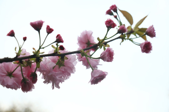 粉红樱花高清摄影图