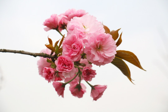 樱花高清摄影图