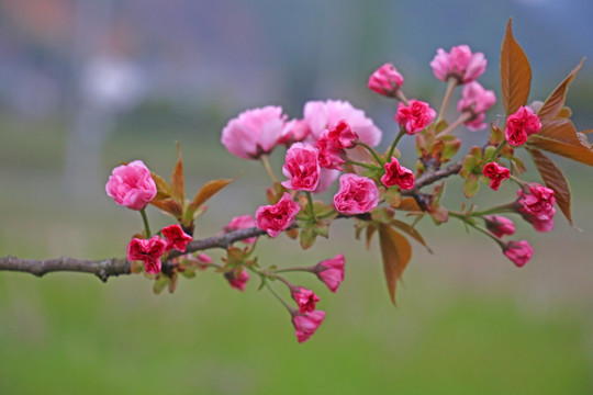 樱花高清摄影图