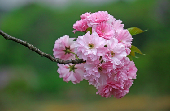 樱花高清摄影图