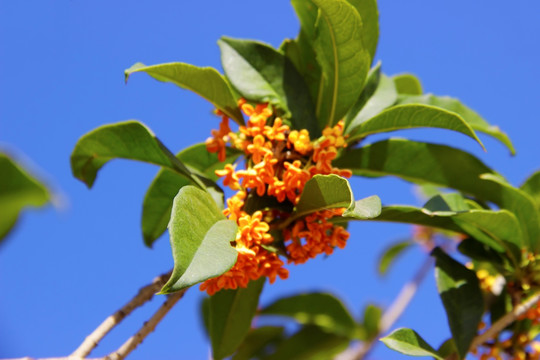 桂花桂枝