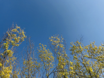 蓝天下的绿树背景图