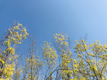 蓝天下的绿树背景图