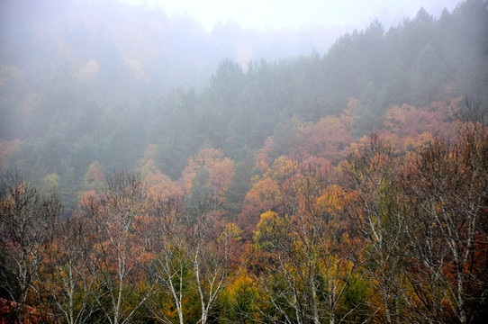秋之雾
