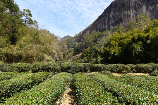 武夷山茶园