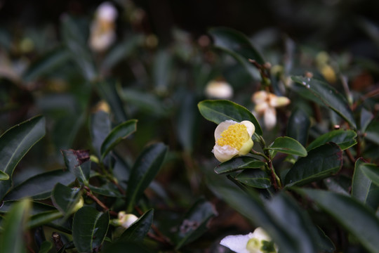 武夷山茶花