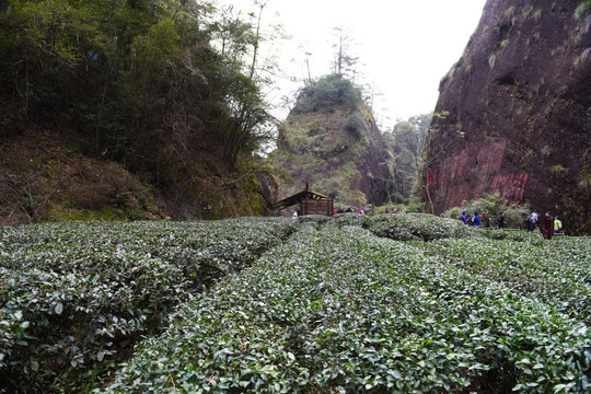 武夷山茶园