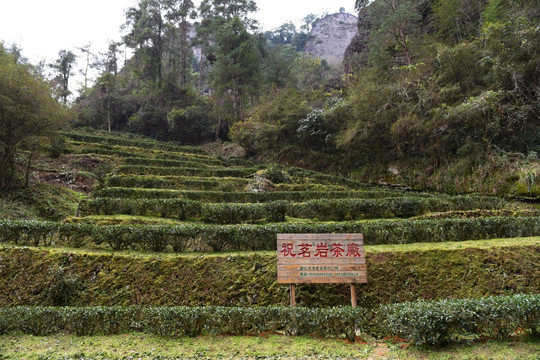 武夷山茶园茶厂