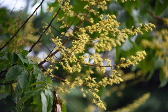 栾树开花