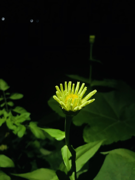 苦苣菜夜晚