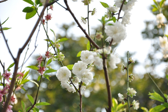 桃花岭桃花开