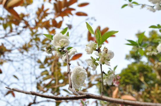 桃花朵朵开