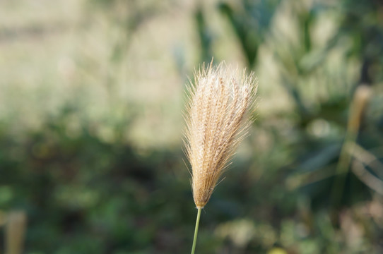 鼠茅草