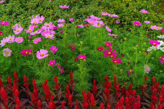 绿植鲜花