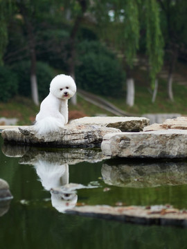 比熊犬